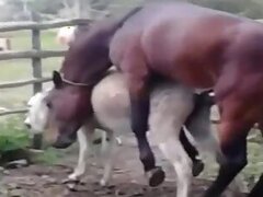 Fucking bestiality tube