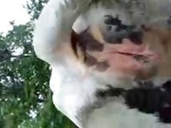 Horse Porn Tube