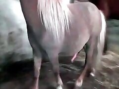 Mature Zoo Porn