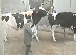 Zoophilic guy is happy to see a cow get fucked by a bull from behind