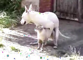 Hot white dog is going to fuck a cat just because it is able to