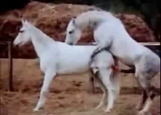 Nature documentary is ripe with animal-on-animal fucking in HD
