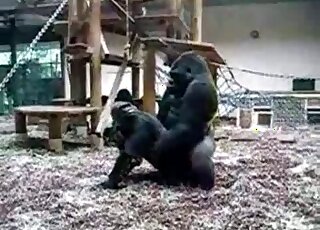 Sexy large apes enjoying a quick fucking session at the local zoo
