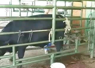 Rather clinical handjob for a sexy farm animal with a huge dick