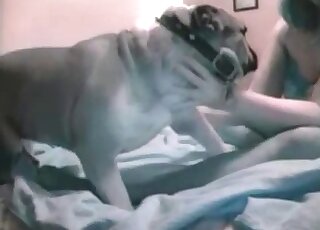 Big ass lady in sexy legwear goes on all fours to let bulldog lick her