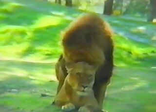 Lion fucking movie with a lioness bottoming for her big dick king