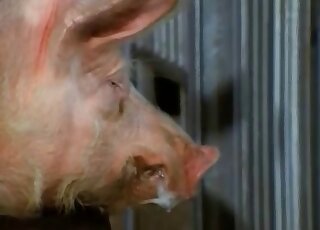 Dude gives his pig a nice handjob just because he can get it off