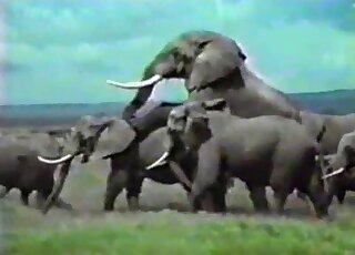 Animal porn movie showing elephants that enjoy hard group fucking