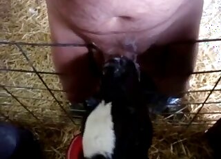 Dude with a big belly is showing this animal hot to suck human cock
