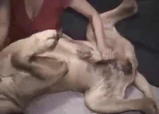 Sexy blondie dressed in red jerking dog's dick as it lays on its back