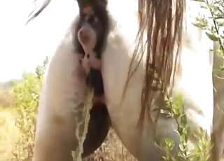 Outdoor dog fucking experience featuring a very hung brown stallion