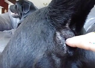 Awesome fingering and fisting for a submissive black dog petslut