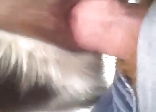 Dog lover's cock is being inserted into a greedy dog fuckhole here