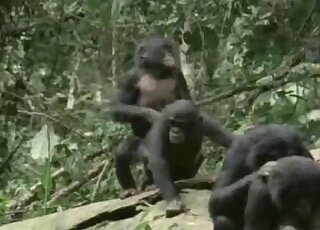 Black monkey acts all alpha before fucking another black ape hard