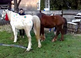 White horse and brown horse are ready to fuck each other beautifully
