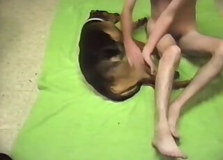 Brown animal’s red cock is being subtly pleasured prior to anal