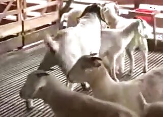 Goat pussy is like the best treat possible for this horny animal