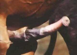 Aroused horse has a giant raging erection ready for his mare