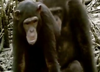 Insert from a wildlife documentary two chimpanzees caught fucking