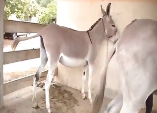Amateur camera films copulation seance between donkeys on a farm