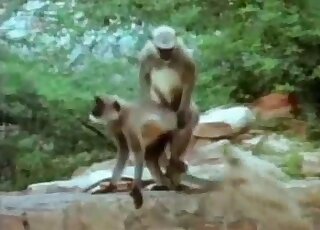 Camera films monkeys during doggy-style sex session