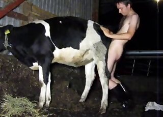 Cow gets banged by young man in black boots