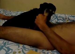 Lovely dog helps master with jerking off by licking his dick