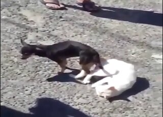 Chihuahua and white cat are locked after animal-on-animal banging