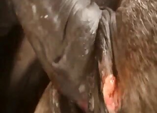 White horse stallion tries to sexually dominate black mare on a farm