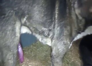 Intense anal drilling from horny Labrador makes the sub babe cum