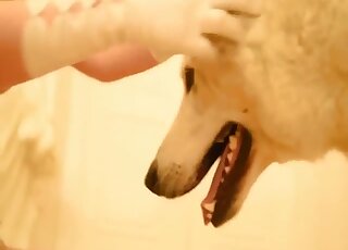 Super-sexy blonde in a cute mask is letting the dog bang her brutally