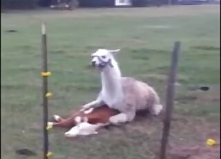 Sexy cow enjoying sideways sex in the grass with this alpaca or smth