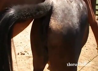 Zoophilia lover drools watching horses fuck in crazy manners