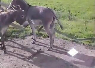 Guy filming donkey's huge dick and feeling horny to taste it