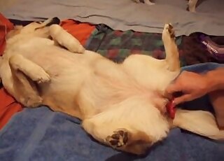 Naughty zoophile stuffs rubber sex toy in tight hole of his own dog