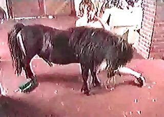 Naughty MILF passionately makes out with a pony and gets fucked by it
