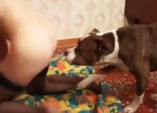 Dog can’t wait to fuck a masked slut in a homemade zoo porn action