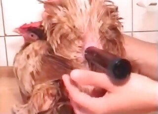 Crazy bitch toys a hen and enjoys the process in a crazy zoo porn vid