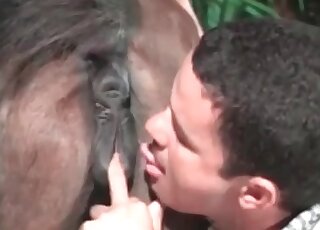 Perverted guy wanks his dick while fingerfucking a horse’s deep hole