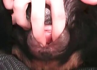 Guy fists and bangs his pet dog on the bed in a homemade zoo porn vid