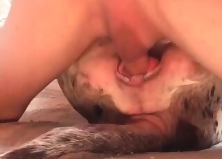 Dog didn’t expect a crazy pervert drill its tight pussy like insane