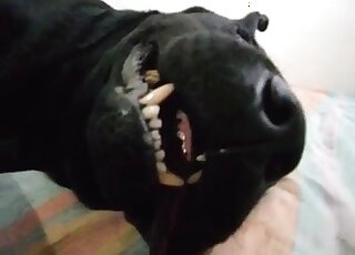 Dude jerks off and cums on his dog giving it a chance to eat his cum
