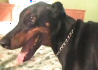 Zoophile dude likes drilling his black dog when nobody is at home