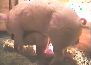 Giant pig is passionately fucking a human in a doggy-style position