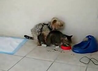 Sexy cat gets fucked by a small dog in an animal-on-animal zoo vid