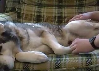Nasty sex tape video with a gay dude that loves furry dog cocks