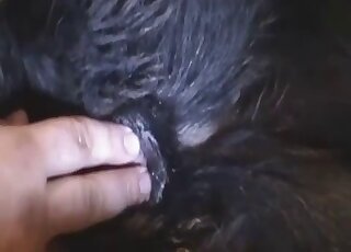 Really kinky guy fingering dog pussy in a hot zoophile porn video