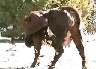 Outdoor male bestiality scene with a hung farmer and his kinky cow