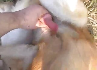 Incredible porn movie dealing with outdoor dog cock handjobs and more