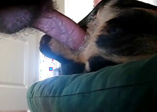 Guy practicing his jackhammering skills with a slutty dog that cums